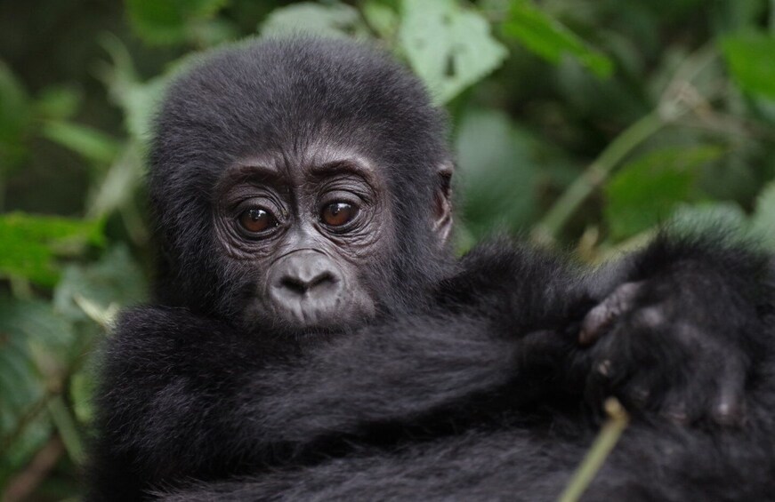 Picture 4 for Activity 10 Day Uganda Wildlife and Primates Safari