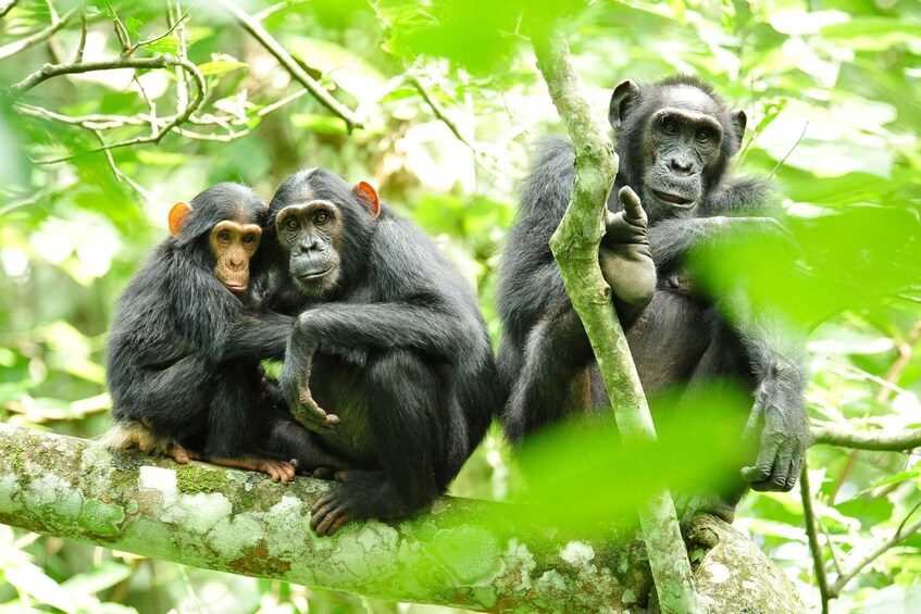 Picture 5 for Activity 10 Day Uganda Wildlife and Primates Safari