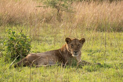 10 Day Uganda Wildlife and Primates Safari