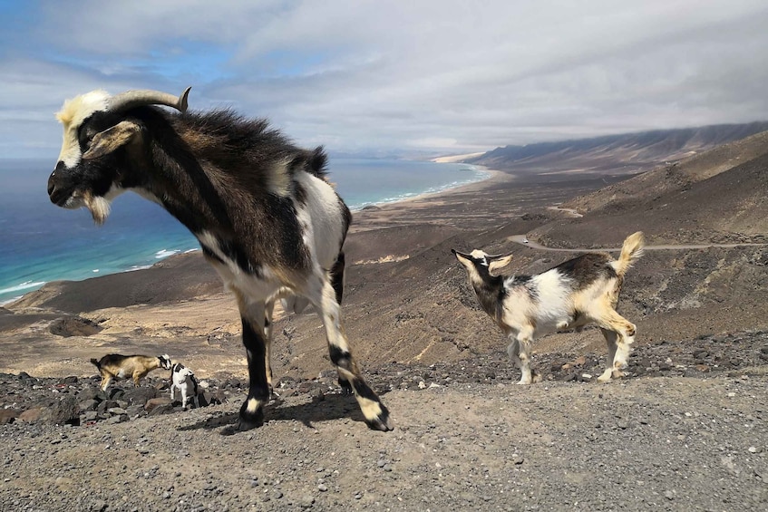 Picture 6 for Activity Fuerteventura: Cofete Beach and "Villa Winter" VIP Tour