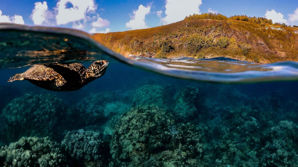 Picture 13 for Activity Wailea: Turtle Town Snorkeling Trip with Photo and Video