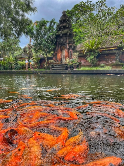 Picture 36 for Activity Ubud: Rice Terraces, Water Temple, & Waterfalls Private Tour