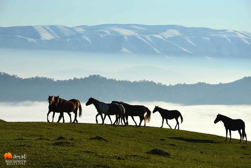 Picture 2 for Activity Dilijan National Park tours and off roading