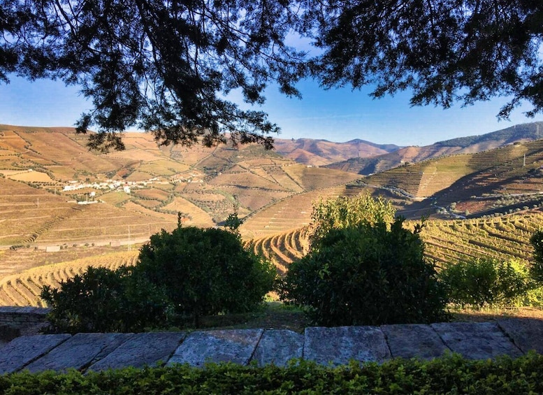 Picture 4 for Activity Porto: Douro Valley Private Tour 2 Vineyards & River Cruise