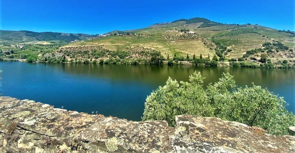 Picture 8 for Activity Porto: Douro Valley Private Tour 2 Vineyards & River Cruise