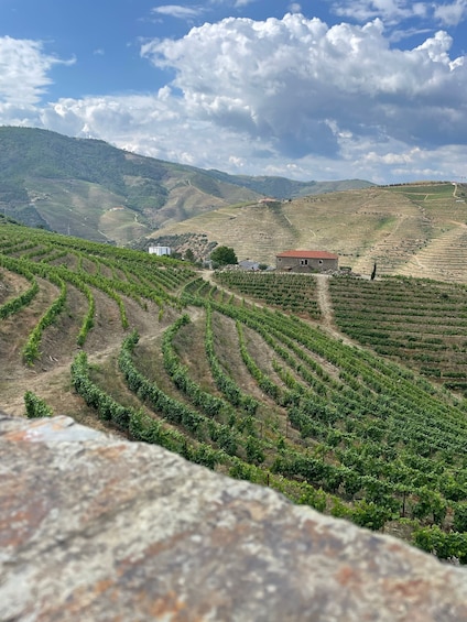 Picture 10 for Activity Porto: Douro Valley Private Tour 2 Vineyards & River Cruise