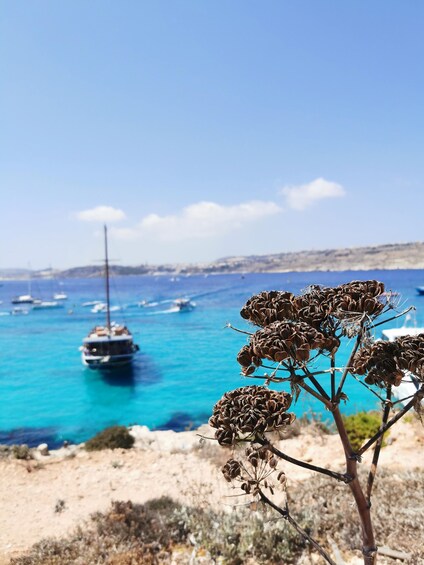 Picture 16 for Activity Fernandes Cruise to Blue Lagoon in Comino and Gozo