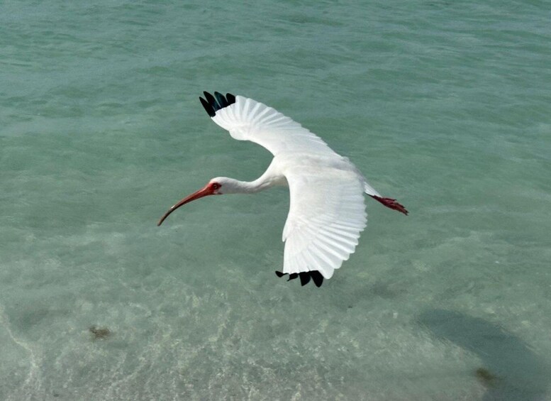 Picture 21 for Activity Anna Maria Island: The Island Kayak Tour