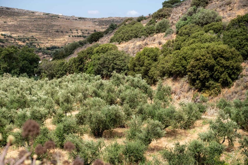 Picture 4 for Activity Naxos: Half-Day Olive Oil Tour with Tastings