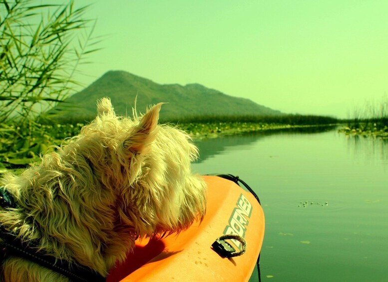 Picture 2 for Activity Kayak Adventure: Paddle your way through Lake Skadar