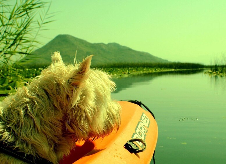 Picture 2 for Activity Kayak Adventure: Paddle your way through Lake Skadar