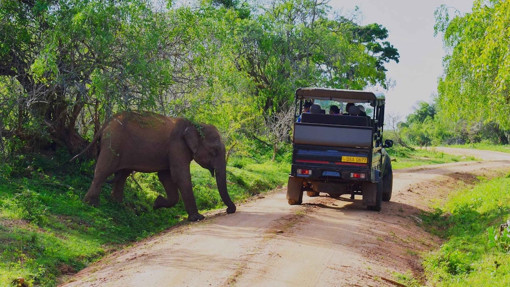 Picture 3 for Activity SL : 2 Nights Luxury Wild Experience in Leopard Nest Yala