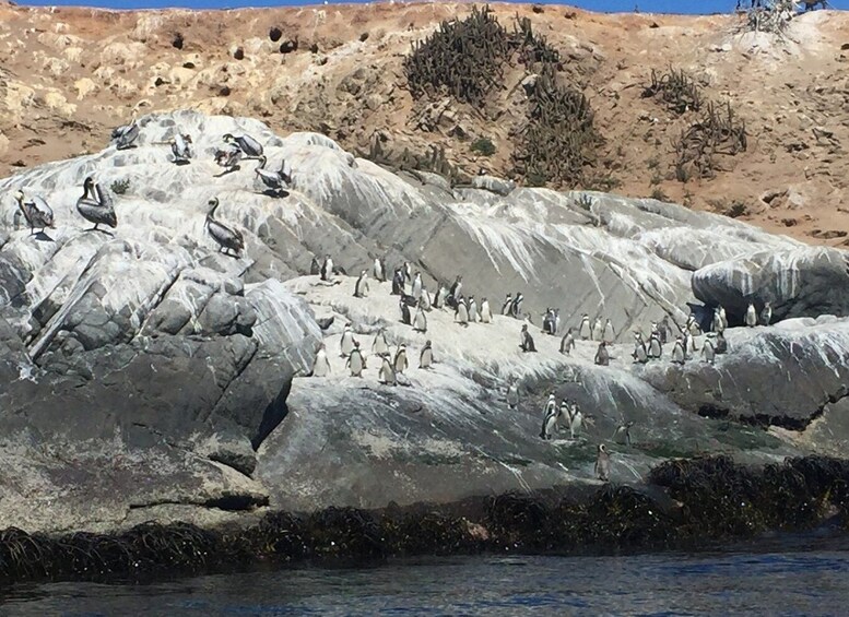 Picture 5 for Activity Penguins Watching Cachagua Island in Zapallar From Santiago