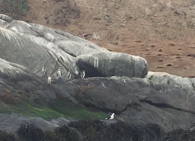 Pinguine auf der Insel Cachagua in Zapallar von Santiago aus beobachten