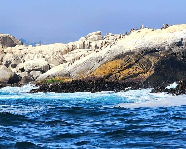 Picture 3 for Activity Penguins Watching Cachagua Island in Zapallar From Santiago