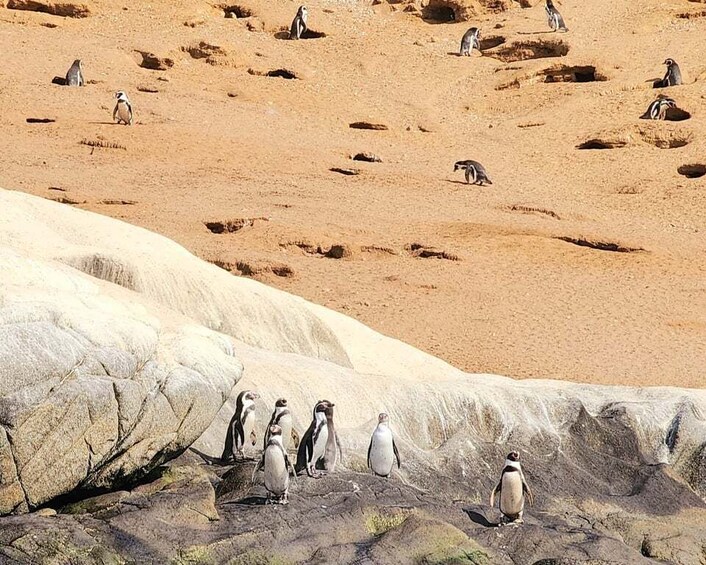 Picture 2 for Activity Penguins Watching Cachagua Island in Zapallar From Santiago