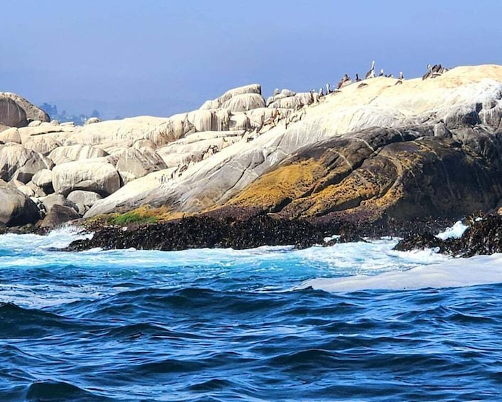 Picture 3 for Activity Penguins Watching Cachagua Island in Zapallar From Santiago