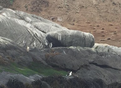 Pingouins regardant l’île de Cachagua à Zapallar de Santiago