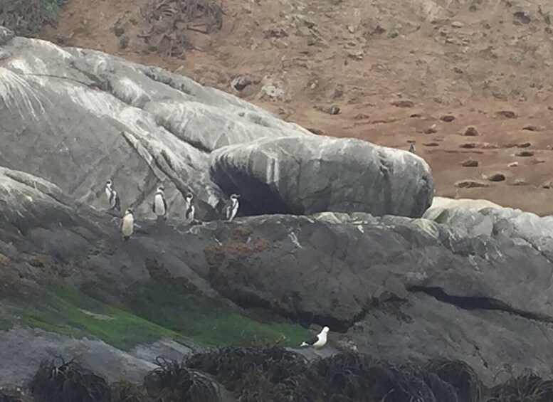 Penguins Watching Cachagua Island in Zapallar From Santiago