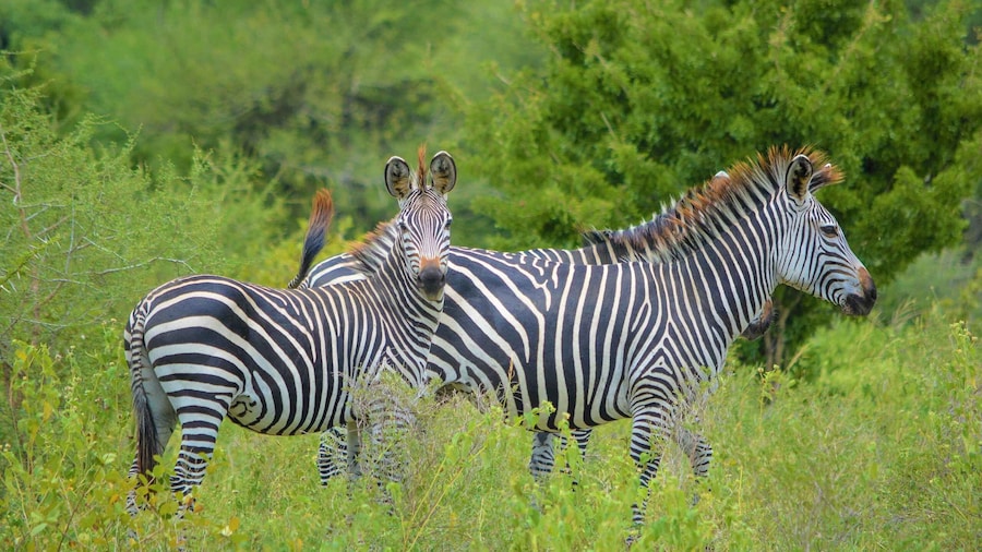 Picture 1 for Activity From Arusha: Day Trip to Arusha National Park