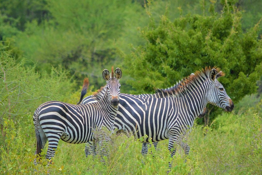 Picture 1 for Activity From Arusha: Day Trip to Arusha National Park