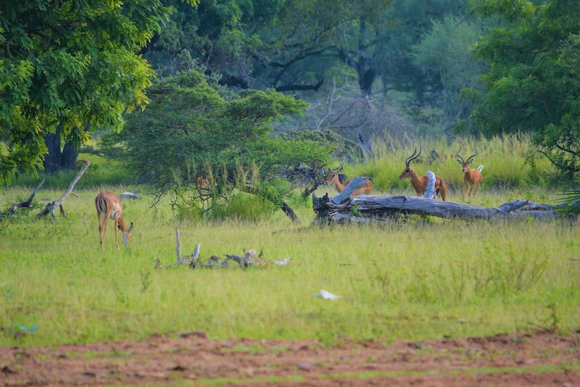 Picture 2 for Activity From Arusha: Day Trip to Arusha National Park