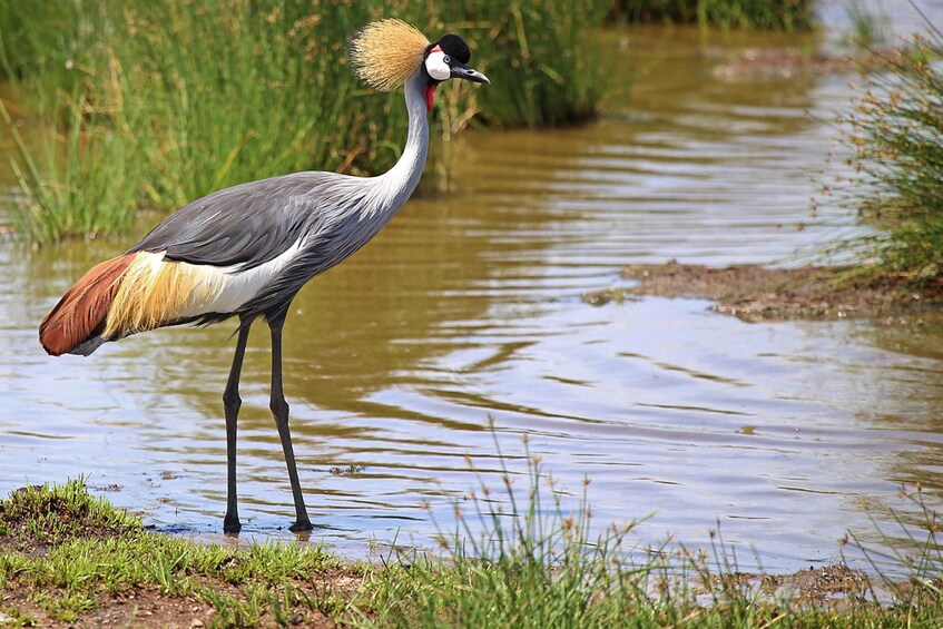Picture 3 for Activity From Arusha: Day Trip to Arusha National Park