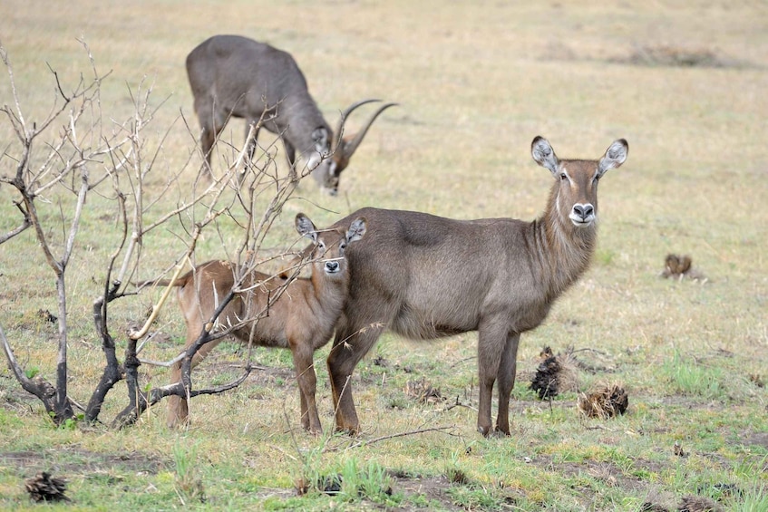 Picture 5 for Activity From Arusha:Guided 1 Day Trip to Arusha National Park safari