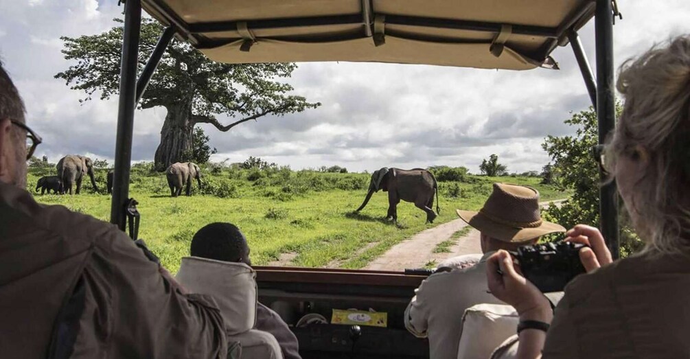 Picture 1 for Activity 3-Day AA Lodge Amboseli Budget Safari