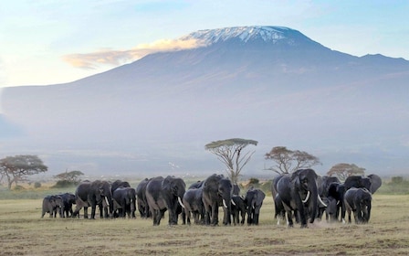 Safari economico di 3 giorni AA Lodge Amboseli