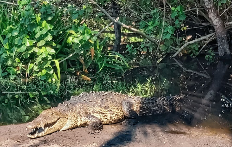 Picture 2 for Activity From Huatulco: Crocodiles and Turtles Eco Tour