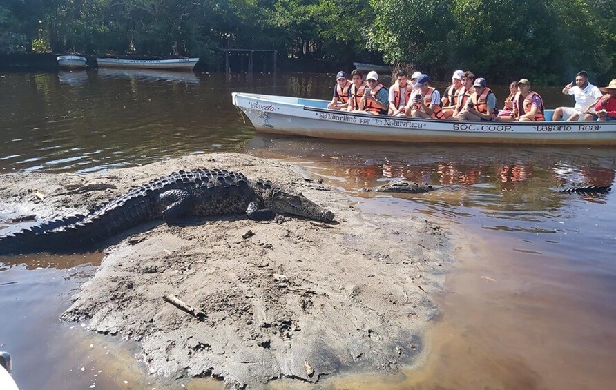 Picture 4 for Activity From Huatulco: Crocodiles and Turtles Eco Tour