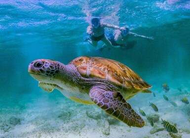 Daymaniat Insel Tour mit Schnorcheln