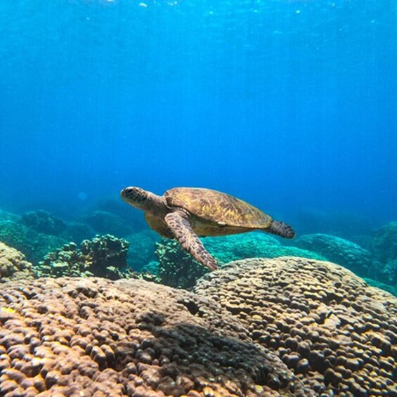 Picture 2 for Activity Dimaniyat Island Tour with Snorkeling