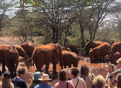 Nairobi: Tur til Nairobi-nationalparken og elefantbørnehjemmet