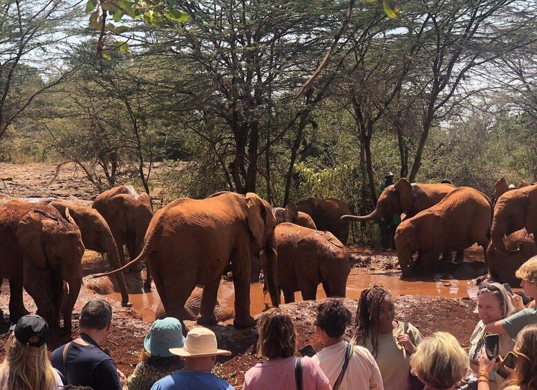 Nairobi: Nairobi National Park and Elephant Orphanage Tour