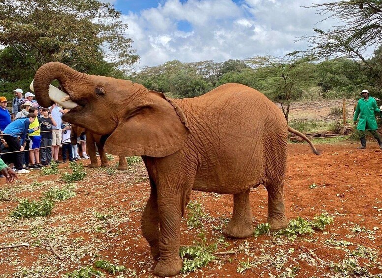Picture 5 for Activity Nairobi: Nairobi National Park and Elephant Orphanage Tour