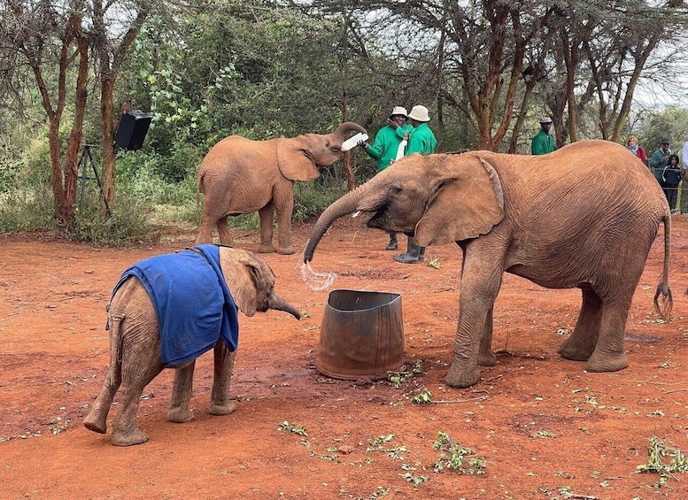 Picture 8 for Activity Nairobi: Nairobi National Park and Elephant Orphanage Tour