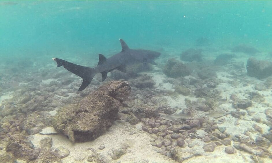 Picture 5 for Activity Full Day Pinzon Island, Finishing in la Fe with Snorkeling