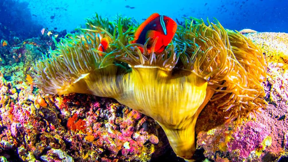 Fish swimming in a coral reef