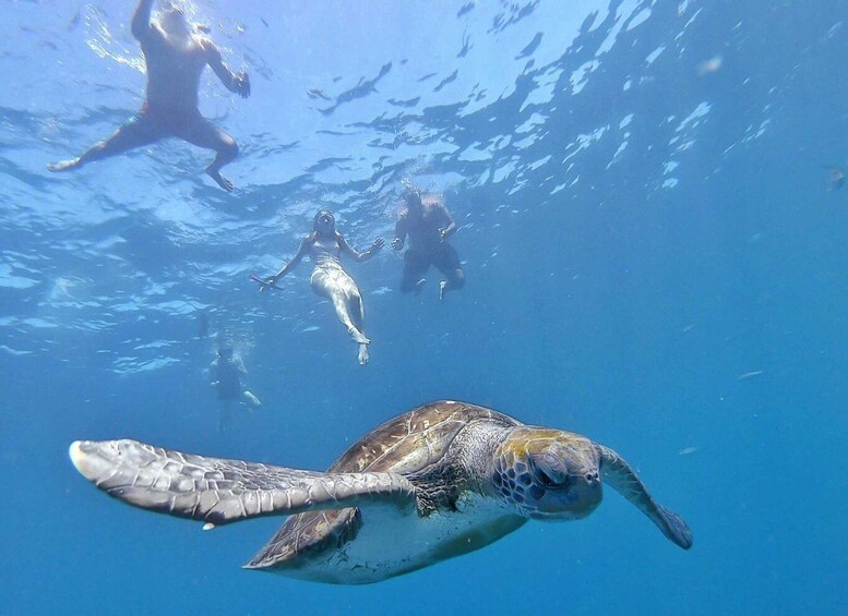 Picture 3 for Activity Explore Tenerife with the Snorkel Kit