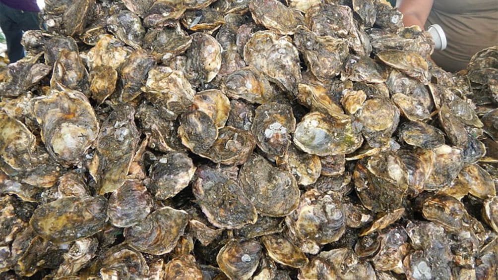 Pile of oysters in Bohol