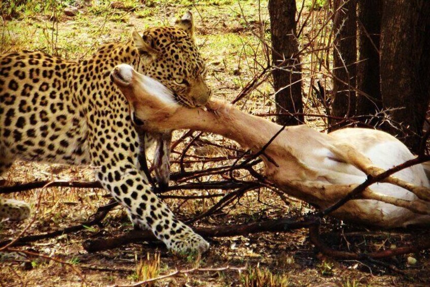 Kruger national Park Big Cat Photography tour