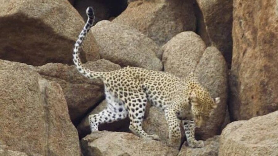 Kruger national Park Big Cat Photography tour