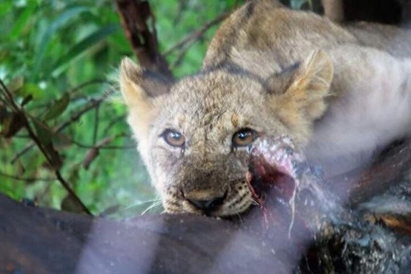 Kruger national Park Big Cat Photography tour