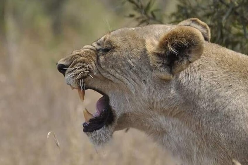 Kruger national Park Big Cat Photography tour