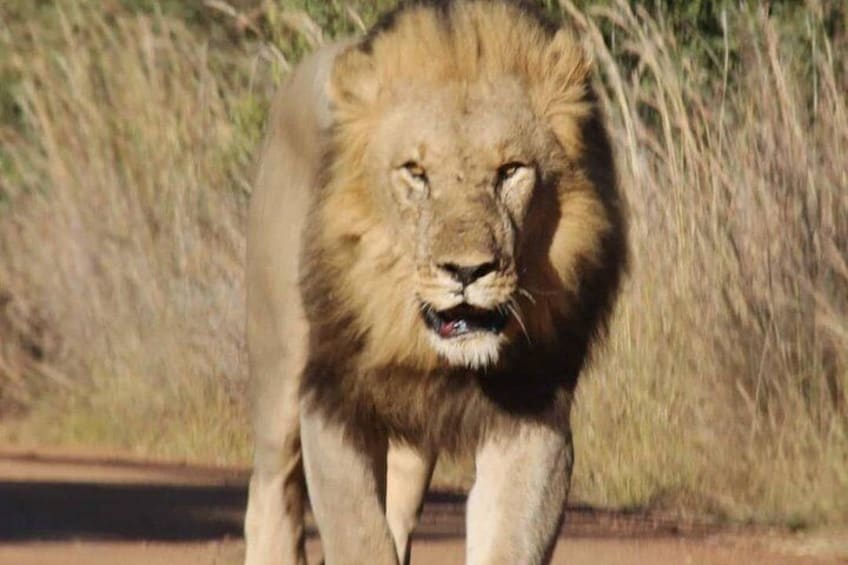 Kruger national Park Big Cat Photography tour