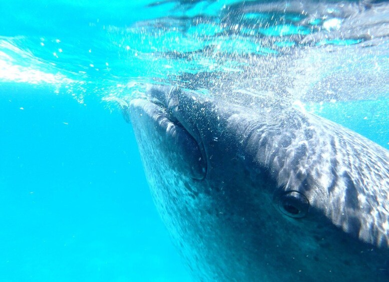 From Cebu: Oslob Whale Shark Snorkeling & Tsumalog Waterfall