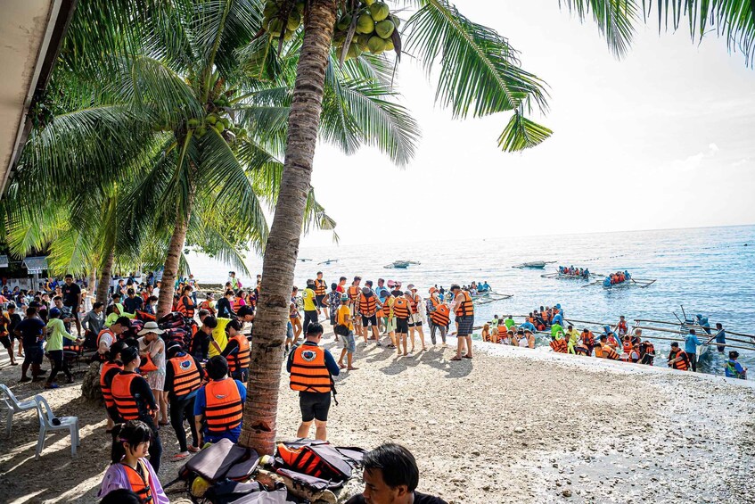 Picture 2 for Activity From Cebu: Oslob Whale Shark Snorkeling & Tumalog Waterfall