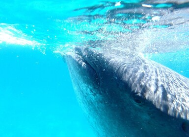 From Cebu: Oslob Whale Shark Snorkelling & Tumalog Waterfall